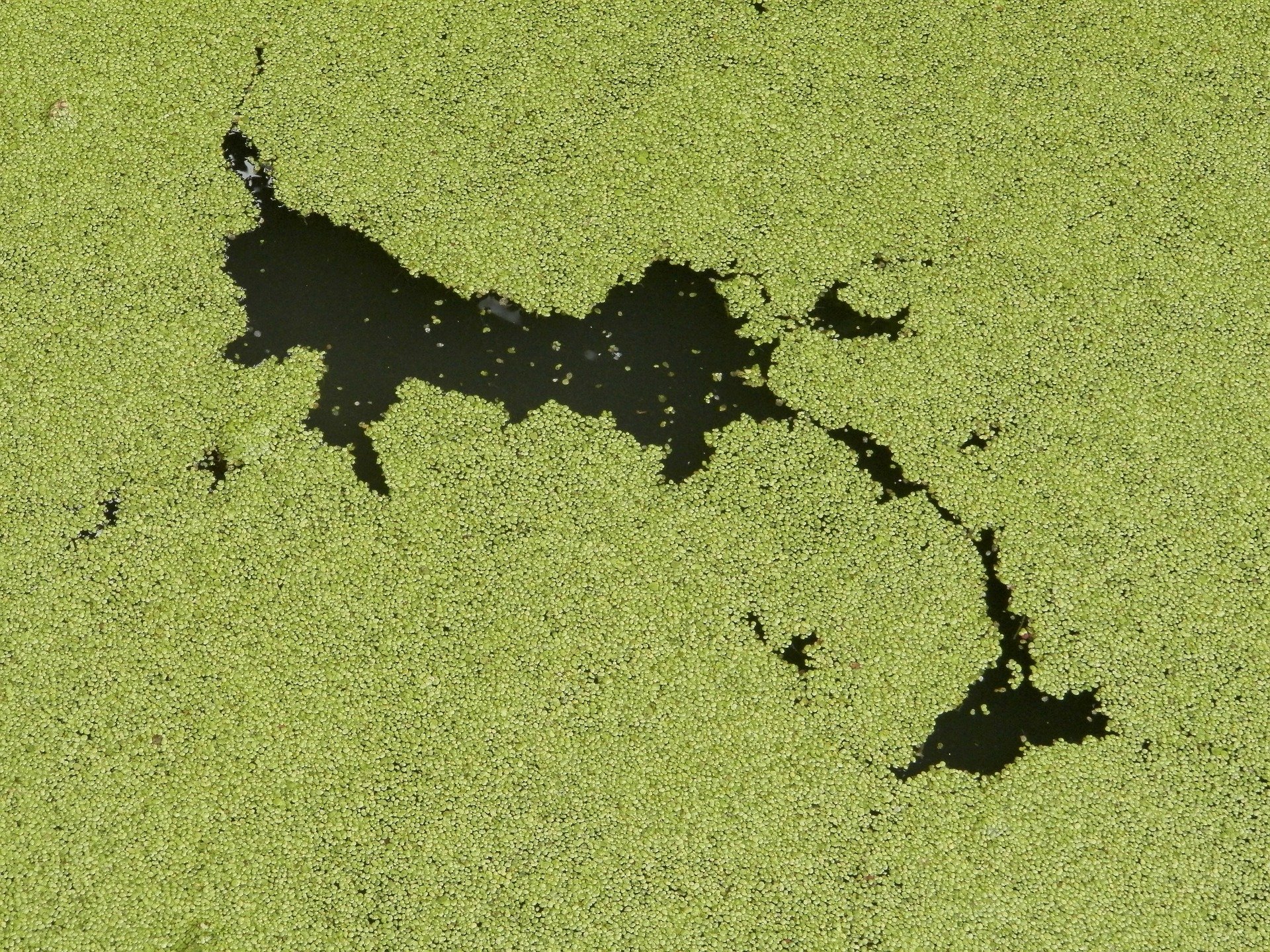 Toxic Algae Increases in Florida's Lake Okeechobee