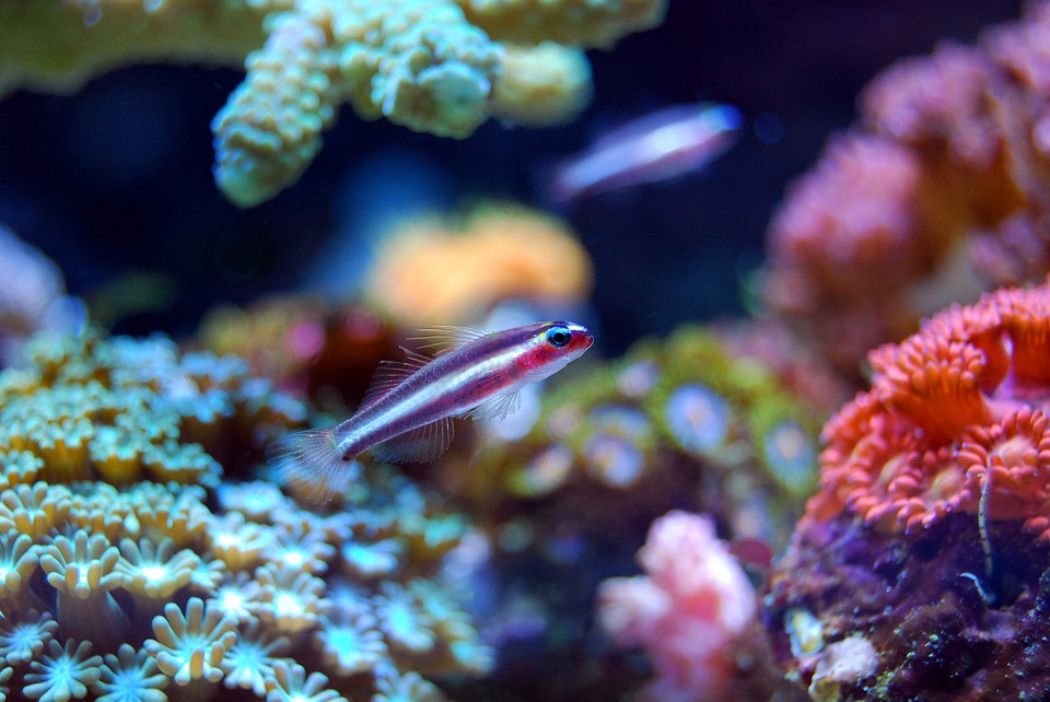 How Did Half of the Great Florida Coral Reef System Disappear?