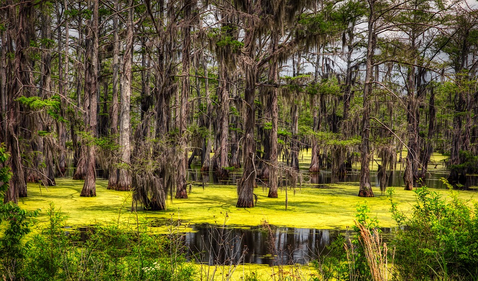 Toxic Algae Increases in Florida's Lake Okeechobee