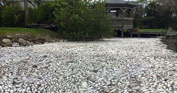 Florida Fish and Wildlife Provides Update On Northern Indian River Lagoon