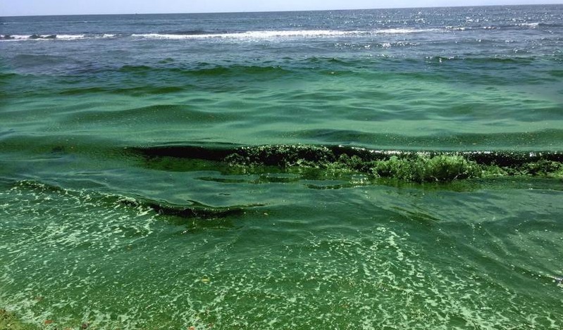 Algae on Florida's Coasts Contained 28 Kinds of Bacteria