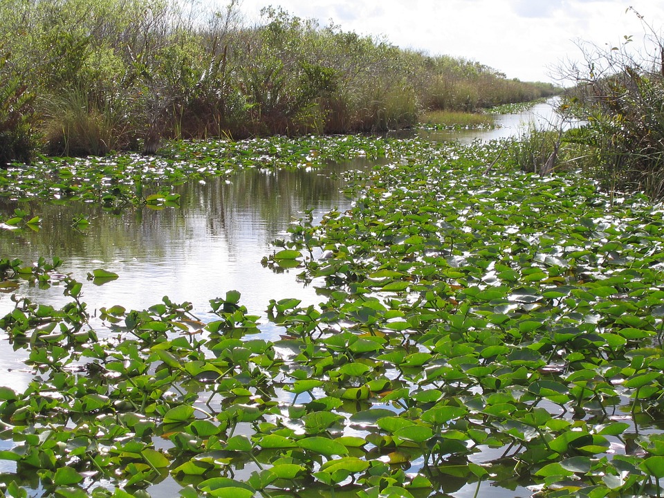 Everglades Needs More Fresh Water to Fight Salt Water Intrusion