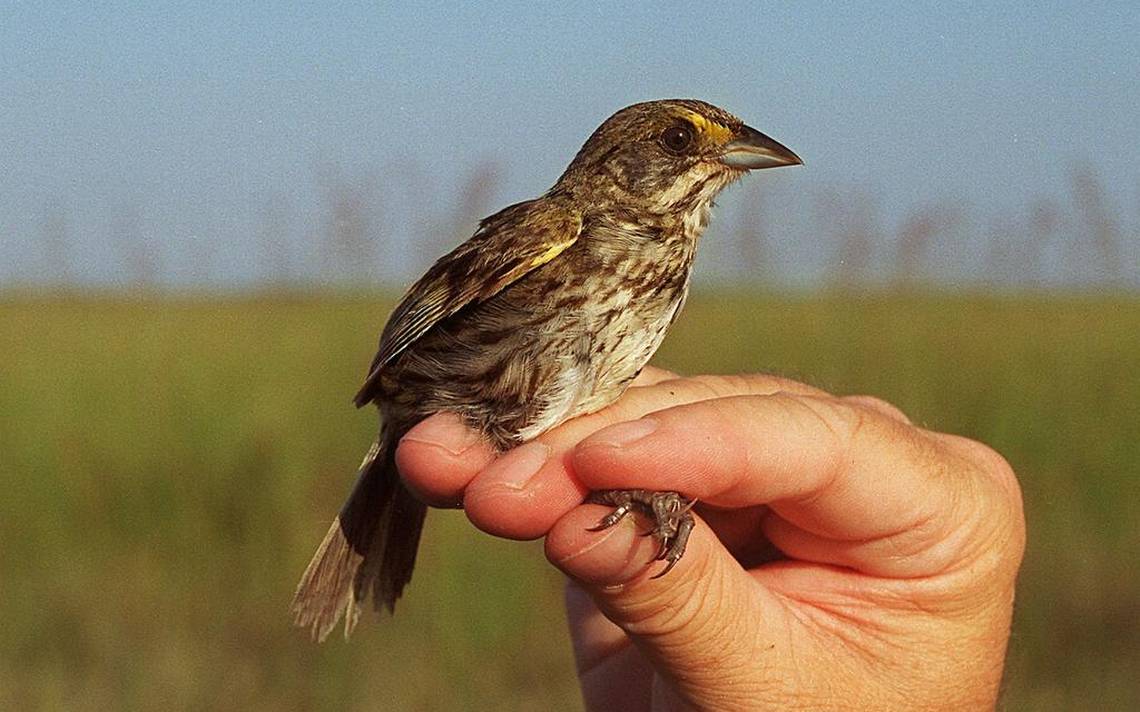 Focus on endangered bird harms Florida Bay | Miami Herald