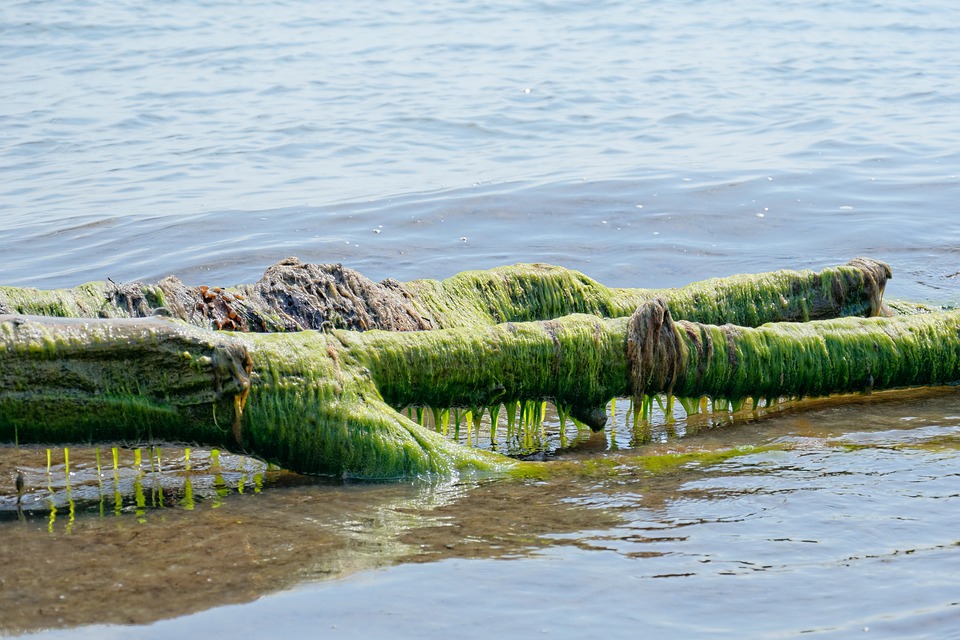 Building a Better Weapon Against Harmful Algal Blooms