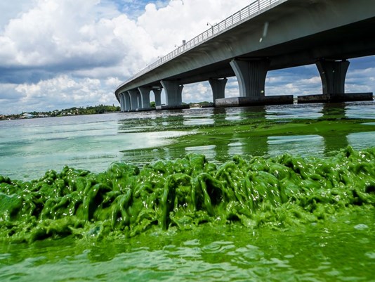 What is Causing Toxic Algae Bloom in Florida?