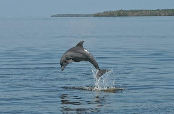 $275K Grant To Study Algal Bloom Impact On Dolphins