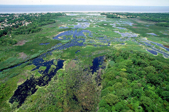 Measuring microbes makes wetland health monitoring more affordable