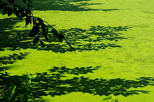 Machine That Eats the Algae