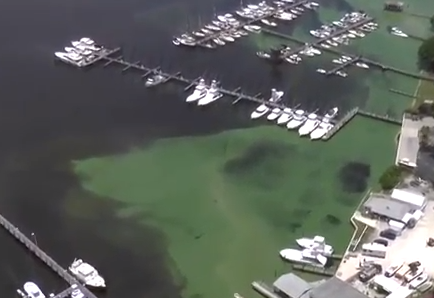 Study Finds Cause of Algal Blooms and the Results Stink