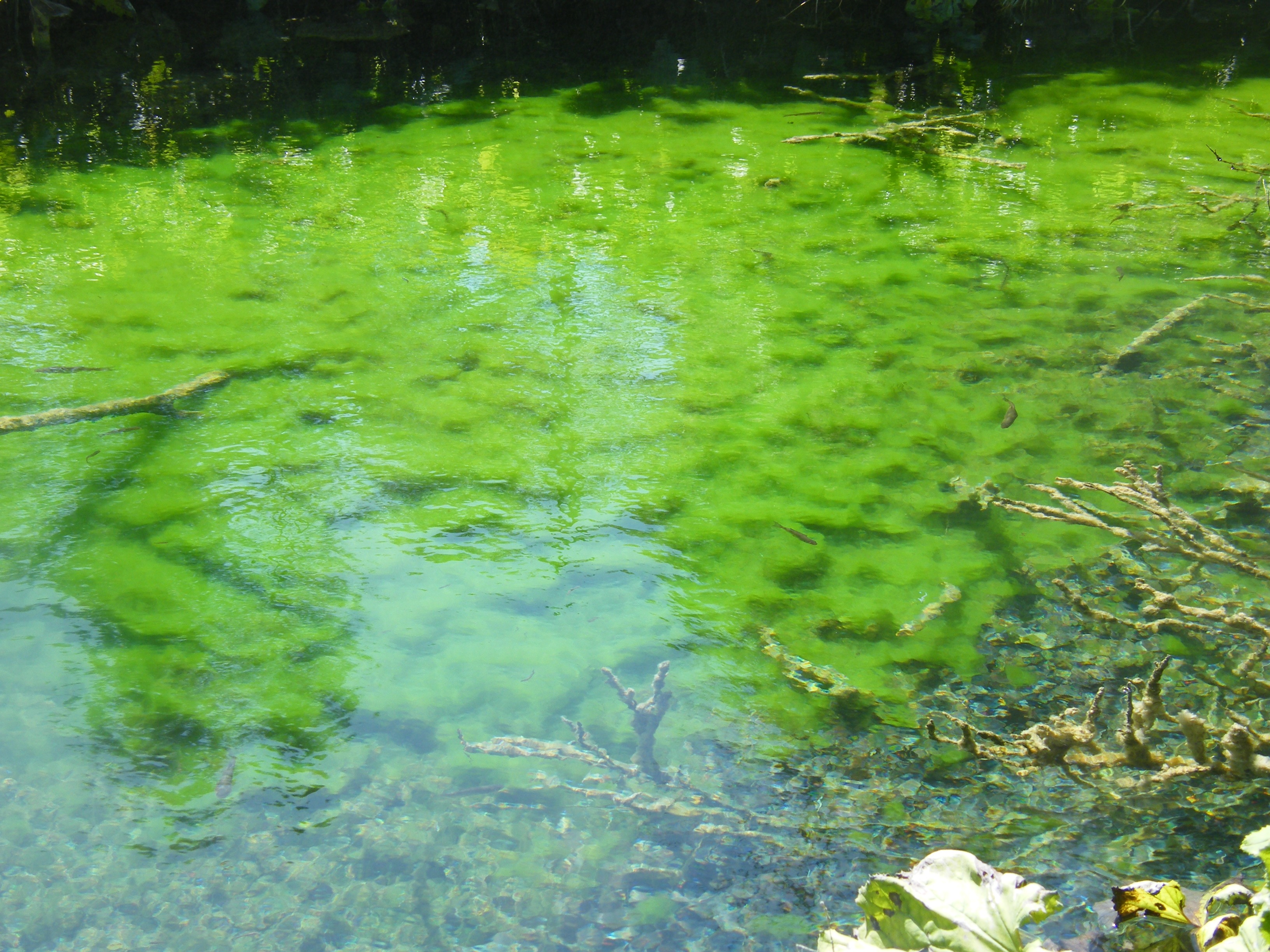 Algae a Threat ​to Walleye ​Vision, Lake ​Erie Study ​Finds